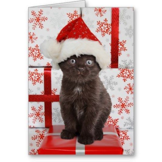 2c7a767fd45c55bc986372a3beebe4d7--funny-christmas-cards-christmas-pets