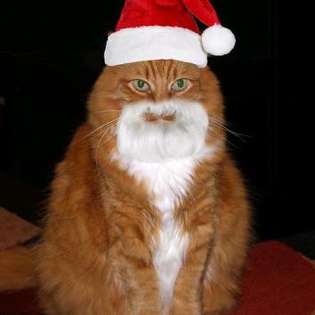 Cat-in-Santa-hat