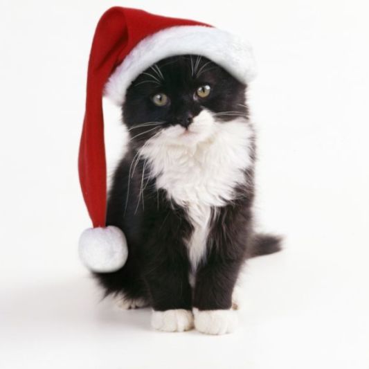 JD-11726-m Black & White Cat wearing Christmas hat John Daniels