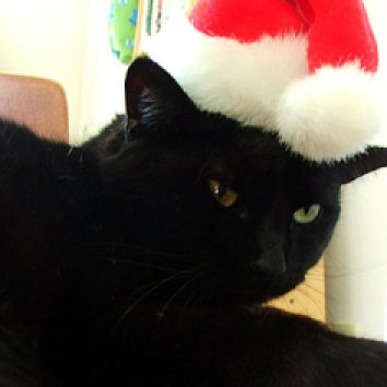 cat-christmas-advent-picture_17